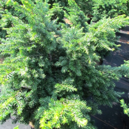 Тсуга канадская Greenwood Lake