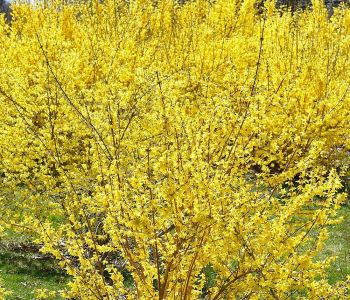 Форзиция средняя Nimbus