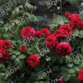 Роза флорибунда Red Leonardo da Vinci (Meilland)