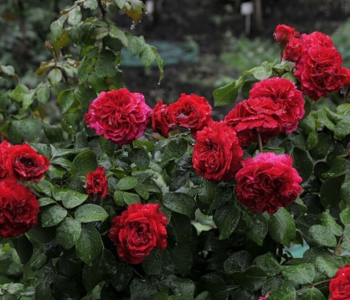 Роза флорибунда Red Leonardo da Vinci (Meilland)