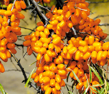 Облепиха Елизавета