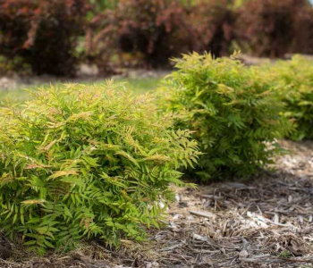 Рябинник рябинолистный Matcha Ball