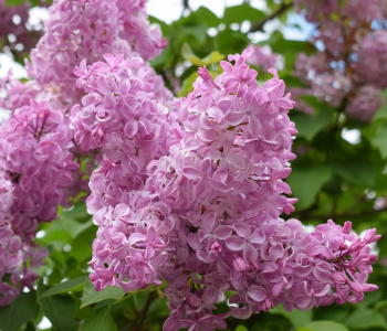 Сирень обыкновенная Buffon