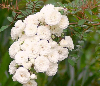 Роза почвопокровная White Fairy