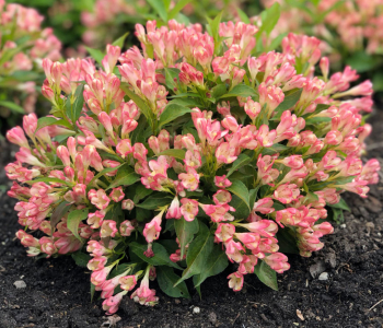 Вейгела All Summer Peach