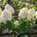 Гортензия метельчатая Summer Snow