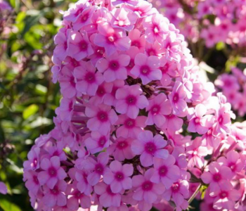 Флокс метельчатый Miss Pepper