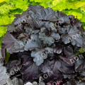 Гейхера Black Taffeta