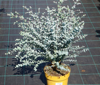 Эвкалипт Гунни Azura
