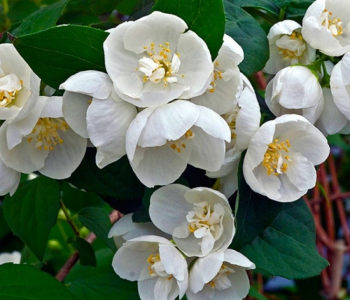 Чубушник Petite Perfume White
