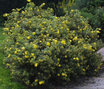 Лапчатка кустарниковая Sommerflor