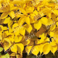 Виноград девичий пятилистный YellowWall