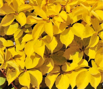 Виноград девичий пятилистный YellowWall