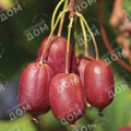 Актинидия аргута Scarlet September Kiwi