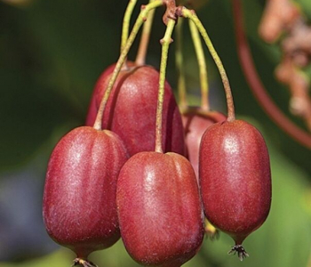 Актинидия аргута Scarlet September Kiwi