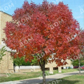 Ясень американский Autumn Applause