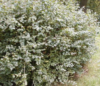 Снежноягодник Доренбоза White Hedge