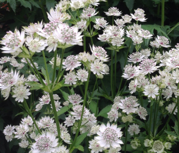 Астранция крупная Shaggy