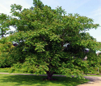 Орех маньчжурский