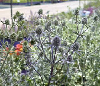 Синеголовник плосколистный Blue Glitter