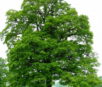 Дуб черешчатый