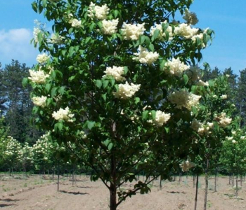 Сирень японская Ivory Silk