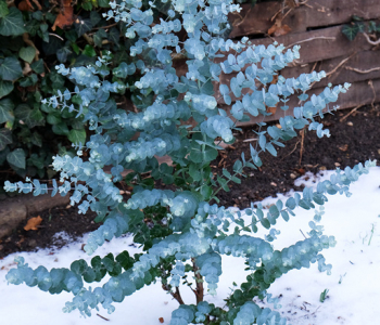 Эвкалипт Гунни Azura