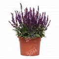 Шалфей дубравный Konigin Violet