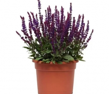 Шалфей дубравный Konigin Violet