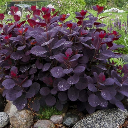 Скумпия кожевенная Royal Purple