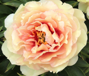 Пион ИТО-гибрид Canary Brilliants