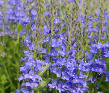 Вероника австрийская