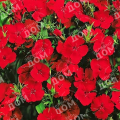 Гвоздика травянка Brilliant Red 