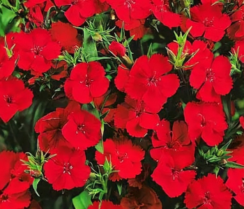 Гвоздика травянка Brilliant Red 