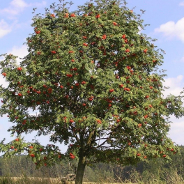 Рябина обыкновенная Edulis