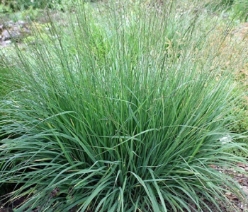 Молиния голубая