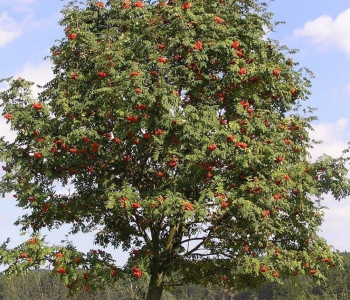 Рябина обыкновенная Edulis