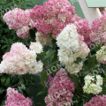 Гортензия метельчатая Pinky Promise