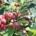 Голубика садовая Pink Blue Berry