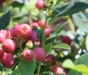 Голубика садовая Pink Blue Berry