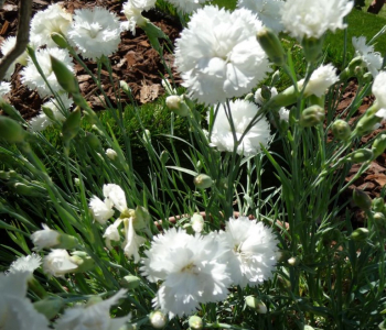 Гвоздика перистая Haytor White