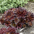 Молодило BigSam Coral Gray