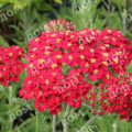 Тысячелистник обыкновенный Red Beauty