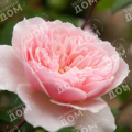 Роза английская Wisley 2008