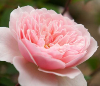 Роза английская Wisley 2008