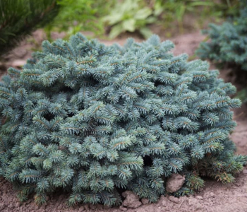 Ель колючая Glauca Шар