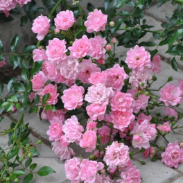 Роза почвопокровная Pink The Fairy