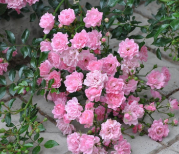 Роза почвопокровная Pink The Fairy