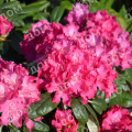 Рододендрон гибридный Hellikki