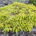 Ель обыкновенная Repens Gold